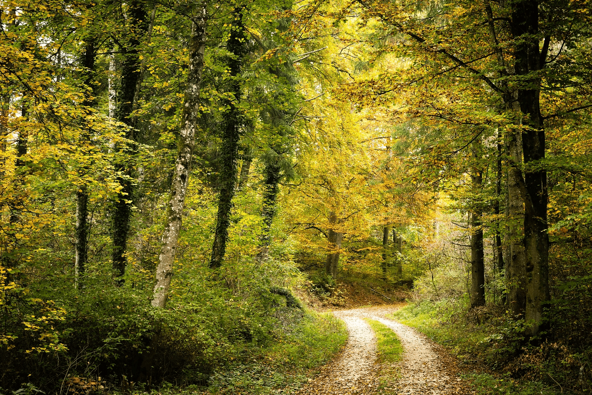 A two-lane gravel road winds through trees in the forest with some leaves changing to various shades of yellow.